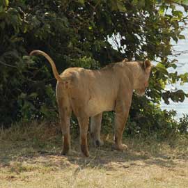 lion